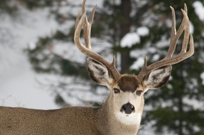 Buck deer with large rack looking straight into camera