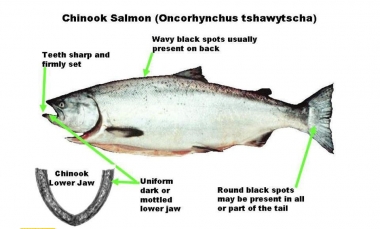 Chinook Salmon ID