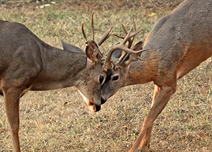 Image of two blacktailed deer bucks sparring