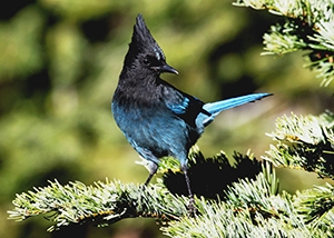 image of a Stellers jay