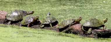 western pond turtles sunning themselves on a log