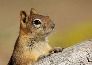 Image of a golden-mantled ground squirrel