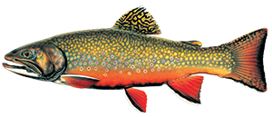 illustration of a male brook trout