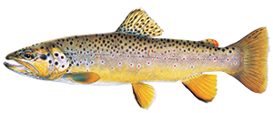 illustration of brown trout