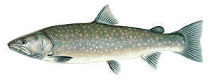 illustration of a bull trout