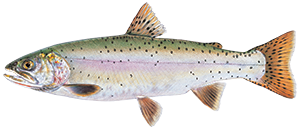 illustration of Lahontan cutthroat trout