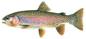 illustration of redband trout