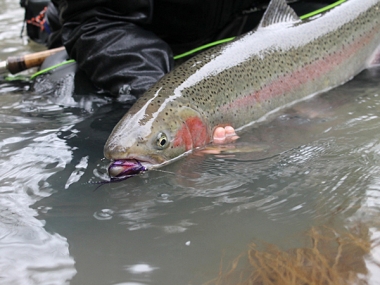 image of angler safely releasing a steelhead