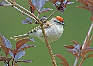 image of a sparrow perched in a backyard shrub