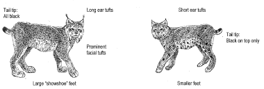 illustration pointing out the physical differences between lynx and bobcat