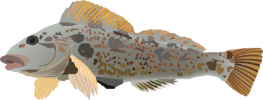 illustration of a greenling