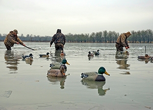 three hunters in water setting out decoys
