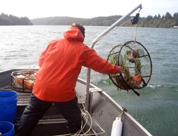 A man standing in a boat handles a crab pot being held by a hoist over the side of the boat. 