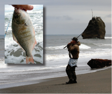 a photo of a man reeling in something on a surfperch rod and a second photo of the surfperch he caught.