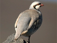 a chukar stands on a rock