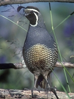 A valley quail. It is bluish=gray on the body with a scaled green pattern on the belly. The chin is black surrounded by a white outline. It has a black top knot drooping forward from the top of the head