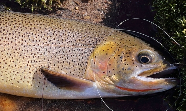 a cutthroat trout lays on the bank of a river. There is fishing line coiled next to the fish.