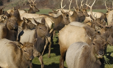 a herd of elk