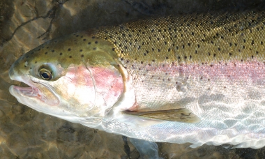 close up photo of a rainbow trout ready to be released