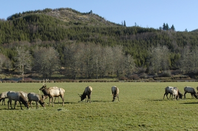 image of a herd of grazing elk
