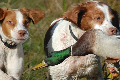 image of two spaniel dogs (one a pup) retrieving a duck